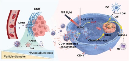 Diagram of cellular signalling pathways activated by photobiomodulation therapy