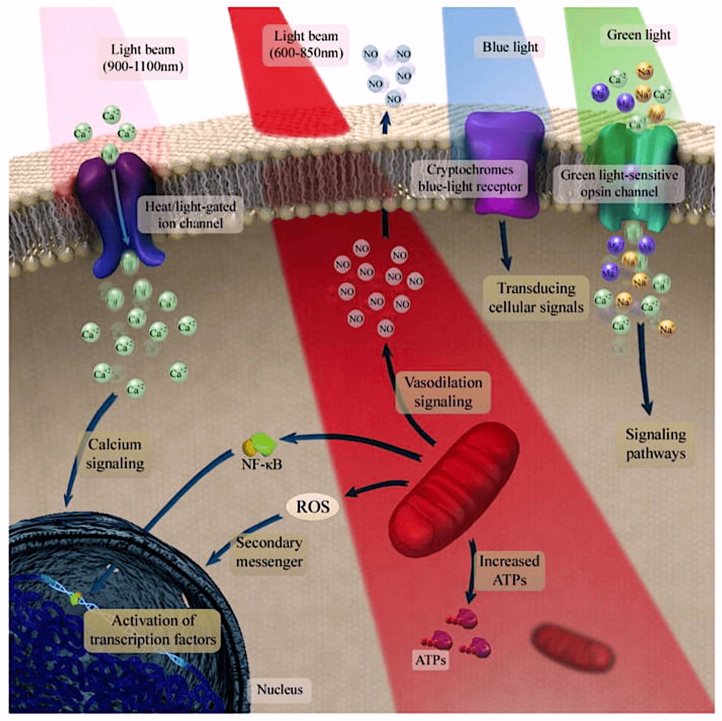 Scientific diagram of photobiomodulation cellular mechanisms showing ATP production, ROS signalling, NF-kB activation, calcium signalling and transcription factor pathways across 600-850nm and 900-1100nm wavelengths